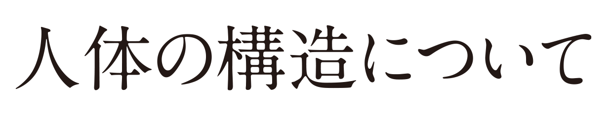 人体の構造について